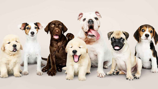 UK’s 10 Most Popular Dog Breeds (2025)