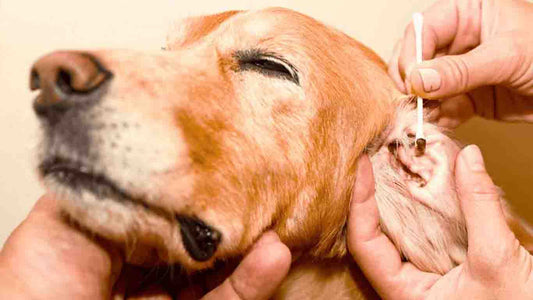 3 Signs Your Dog’s Ears Need More Than A Clean
