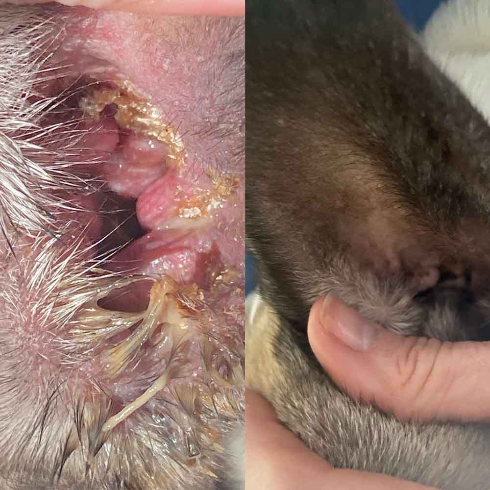 Microbiome Support (probiotics 2.0)