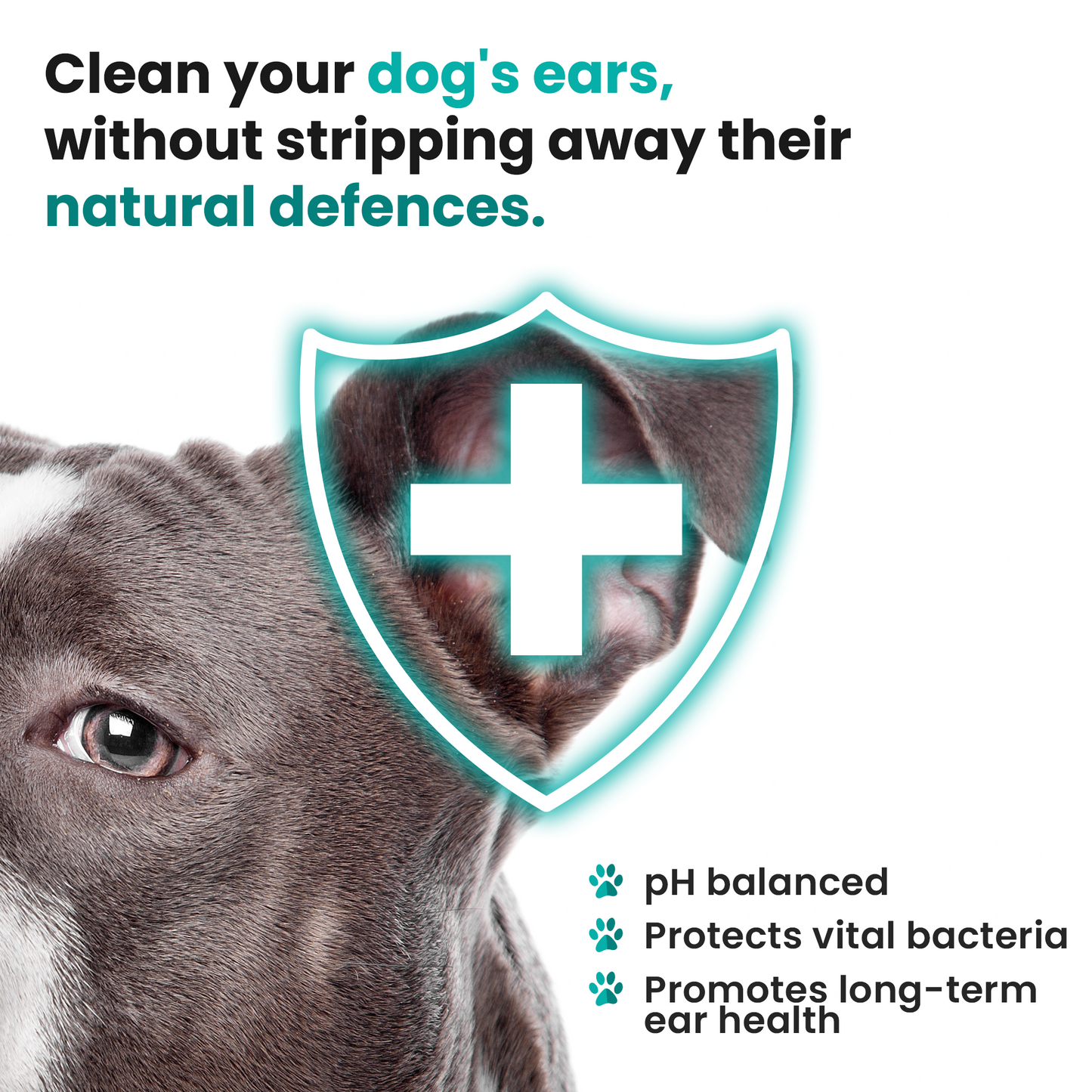 Earzyme® Plus Ear Drops