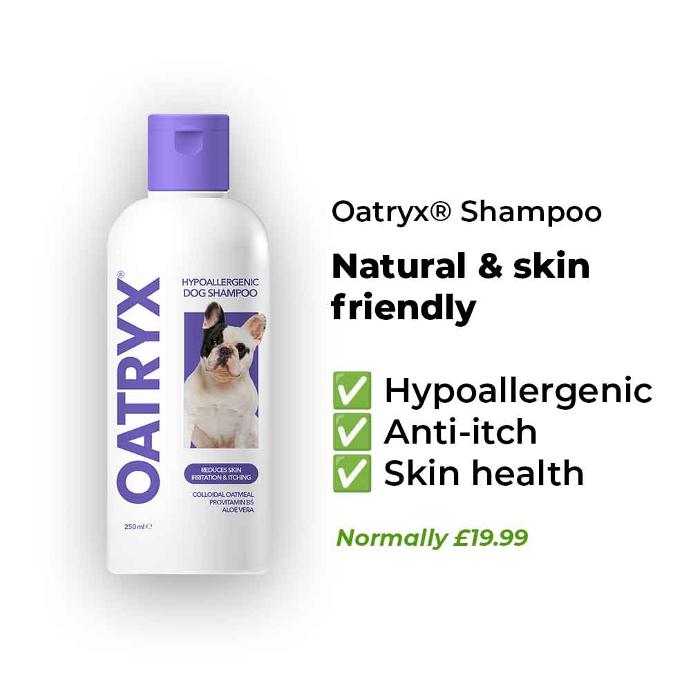 Everything Your Dog Needs Bundle