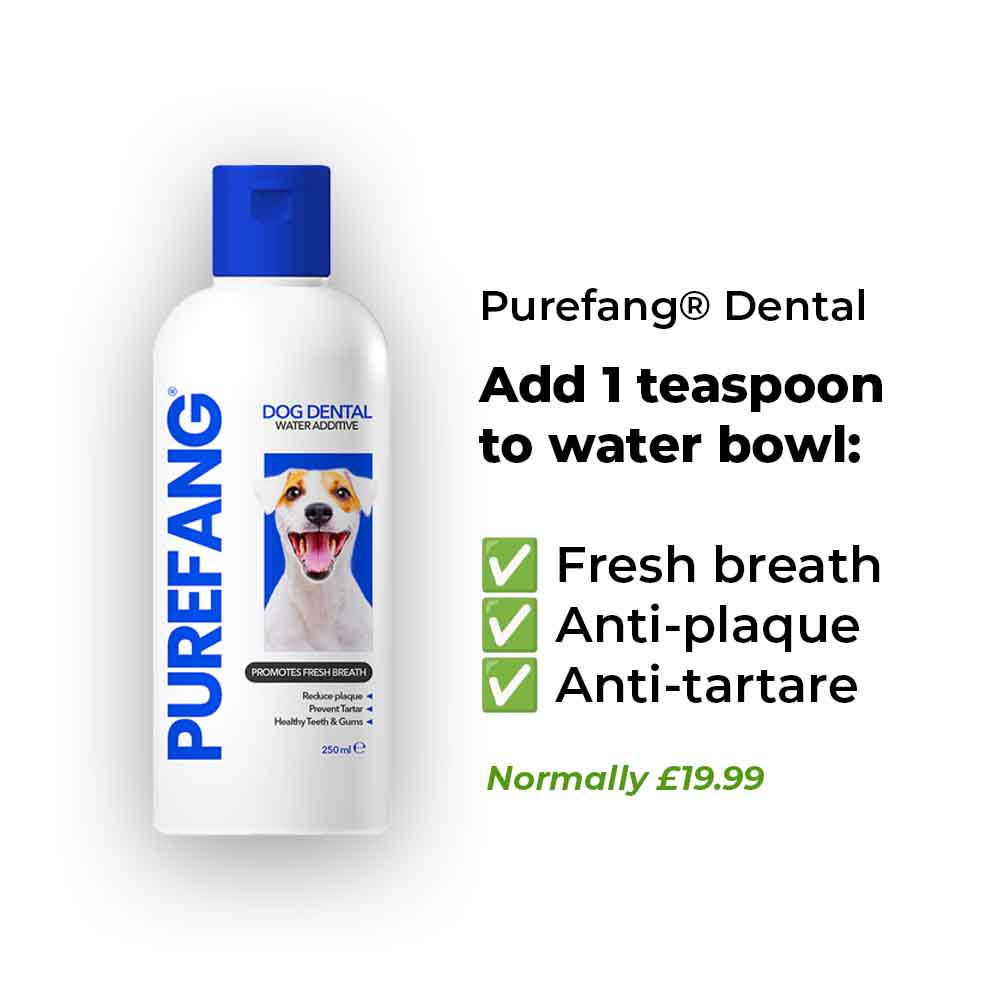 Everything Your Dog Needs Bundle