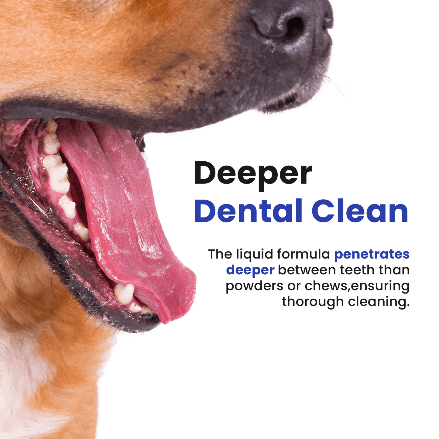 💧 Purefang® Dental Liquid