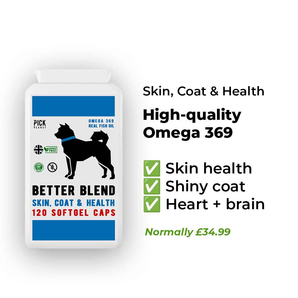 Everything Your Dog Needs Bundle
