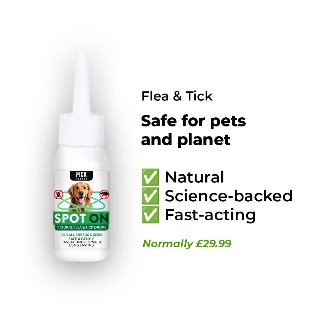 Everything Your Dog Needs Bundle