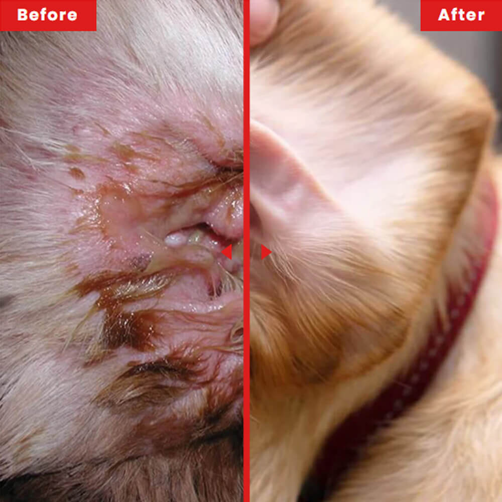 Pre & Pro Biotics (For Bulldog Breeds)