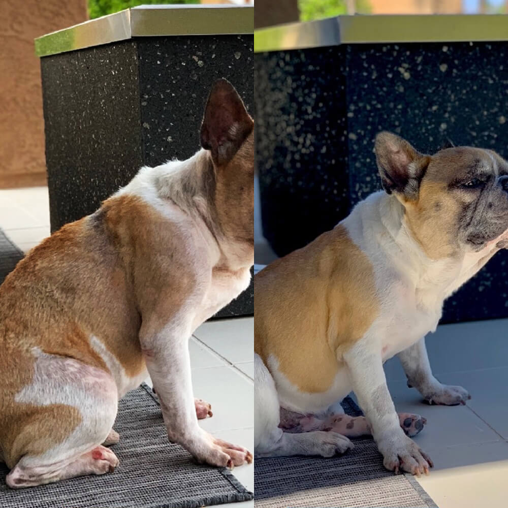 Two photos of a brown and white dog sitting on a mat outdoors.