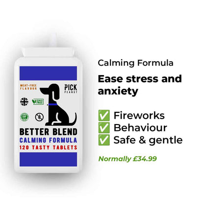 Everything Your Dog Needs Bundle