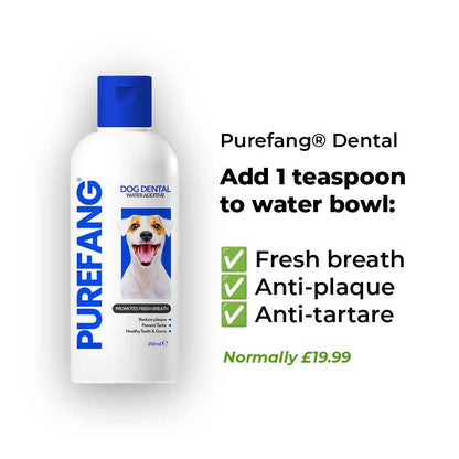Everything Your Dog Needs Bundle