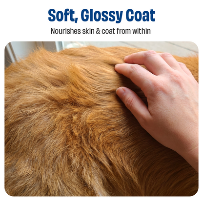 Skin, Coat & Health