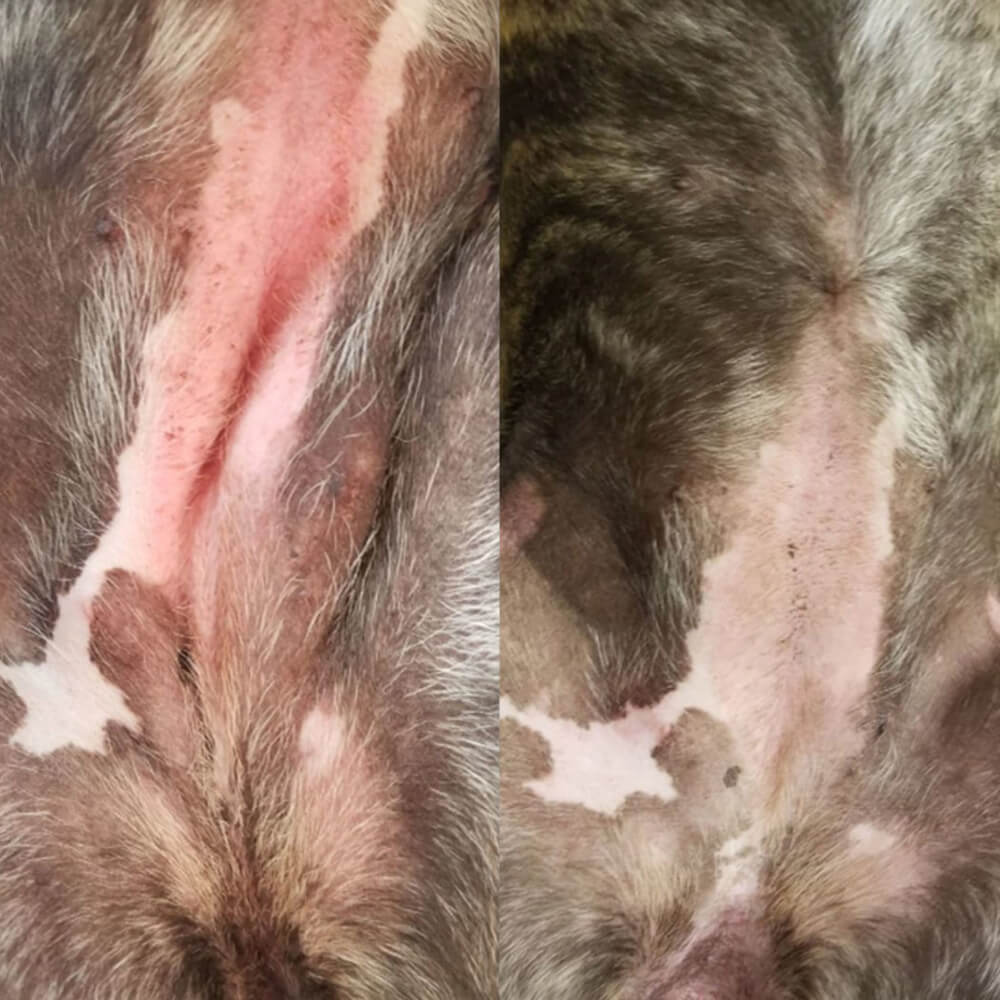 Before and after comparison of a dog's skin condition improving.